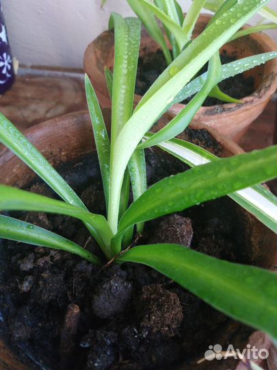 Хлорофитум в горшках