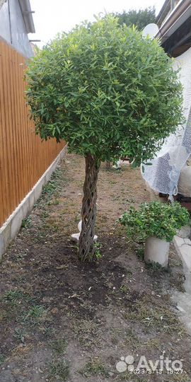 Принимаем заказы на плетенные деревья весна 2025г