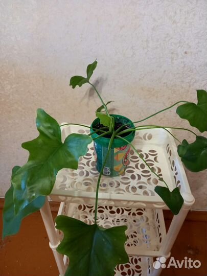 Комнатная мята.Фикус.Монстера