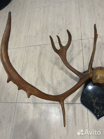 Рога оленя