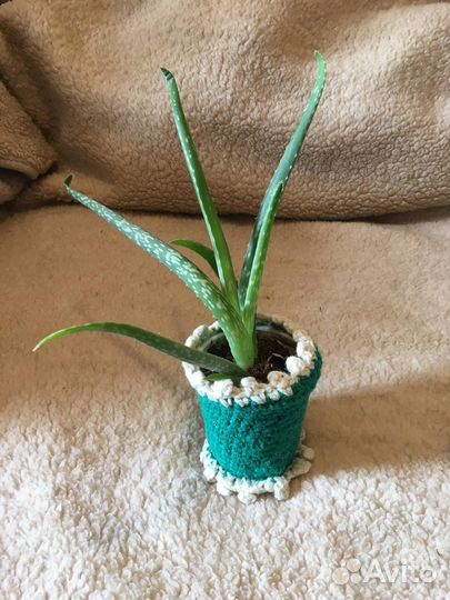 Алое вера растение