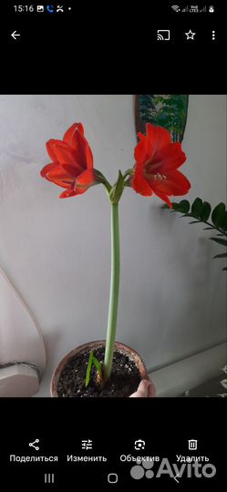 Цветок Гипеаструм