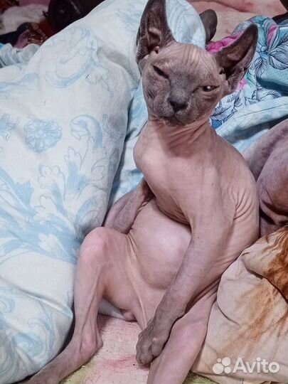 Котята сфинкс