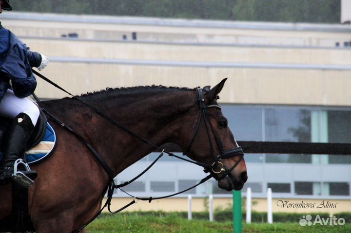 Трензель 13.5