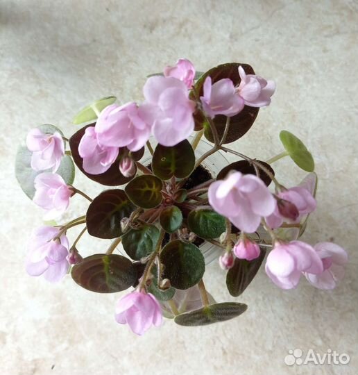 Мини фиалки