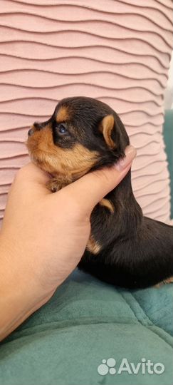 Щенки Йоркширский терьер