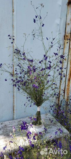 Сухоцветы для флористики