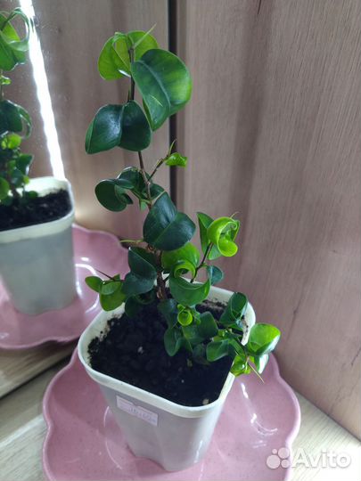 Фикус кудрявый