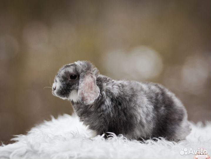 Плюшевый мальчик баран рекс