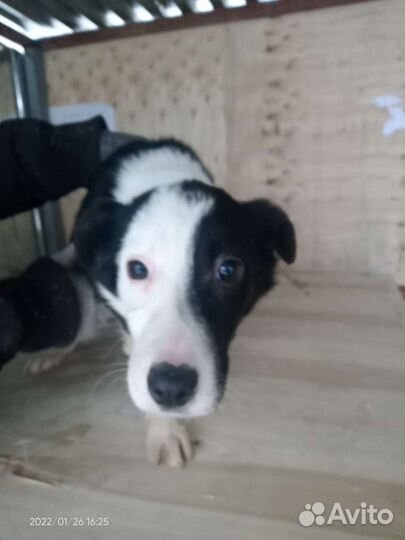 Щенок Лика 3 мес в дар