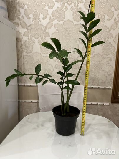 Замиокулькас