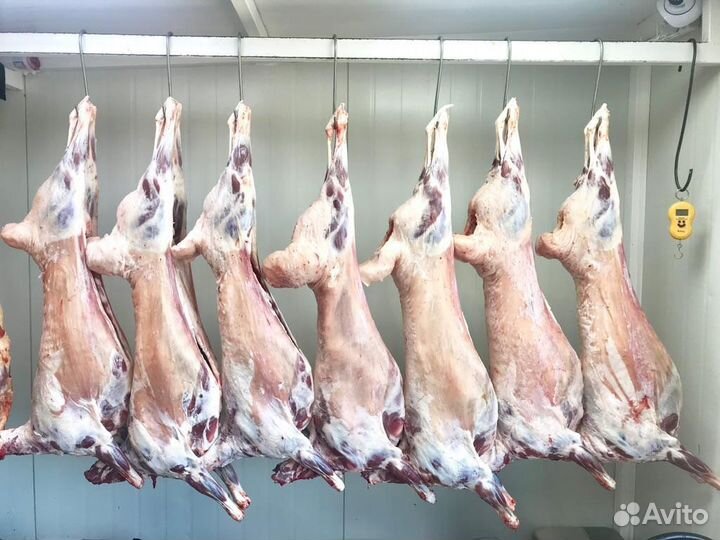 Продам Курдючный баран; Курдюк