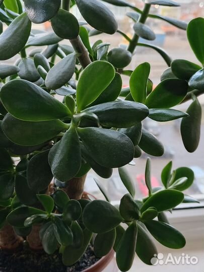 Цветок толстянка