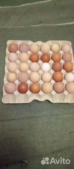 Яйцо инкубационое куриное перепелиное