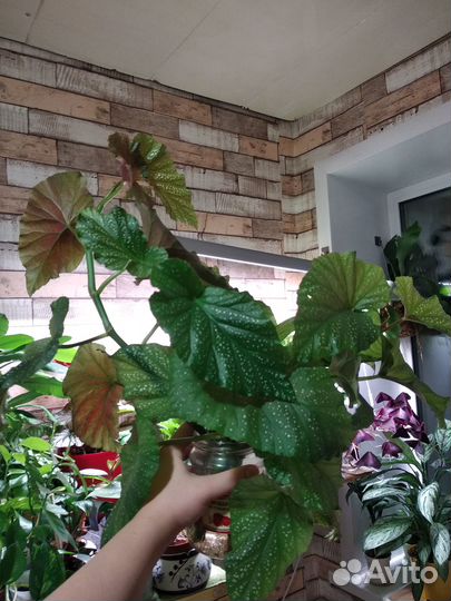 Цветок бегония крылья ангела