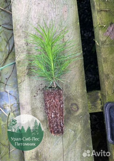 Зкс и окс Сосна Ель Лиственница сеянцы Голуб горн