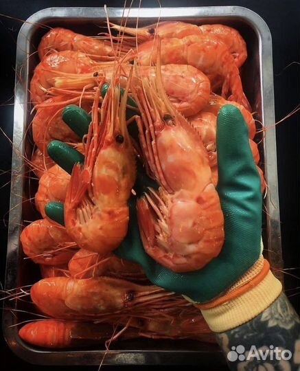 Огромная Гребенчатая Креветка Ботан Эйби