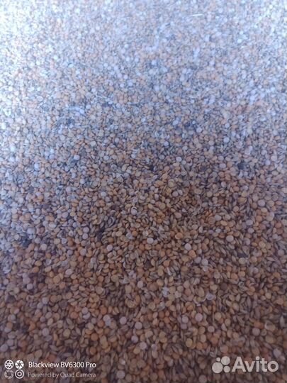 Горох кормовой