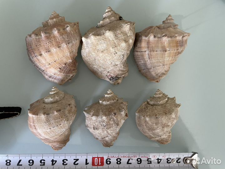 Ракушка 6шт