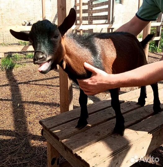 Камерунские козлики без брака