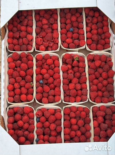 Малина садовая бесплатная доставка