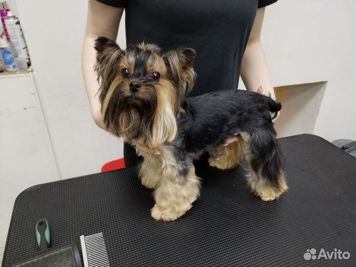 Модель на груминг