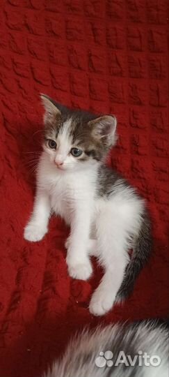 Котята (мальчики и девочки) от кошки мышиловки