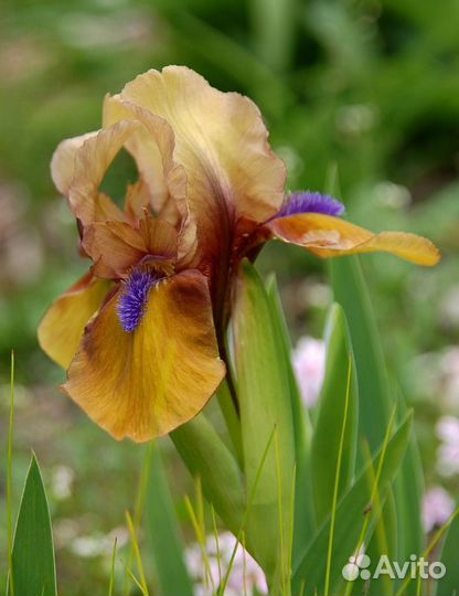 Ирис бородатый карликовый «джинджербрэд мэн»