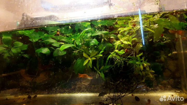 Скалярии,гуппи, анубиас кладофора