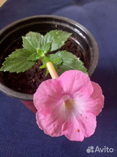 Ахименесы комнатные цветы растения