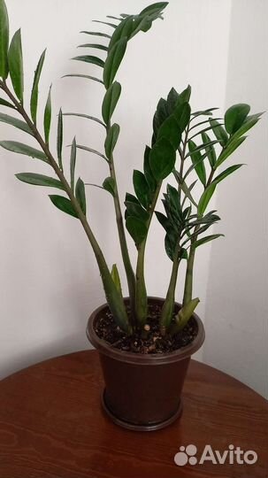 Замиокулькас