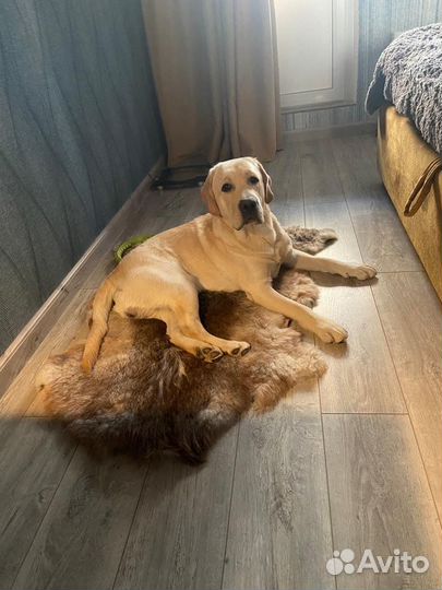 Тест-драйв лабрадора