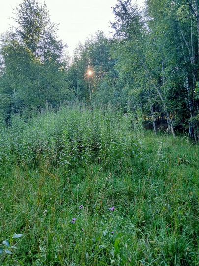 Участок 10 га (СНТ, ДНП)