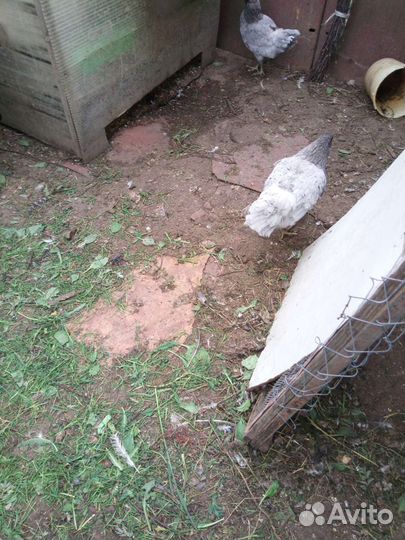 Петух билефельдер и амераукана и