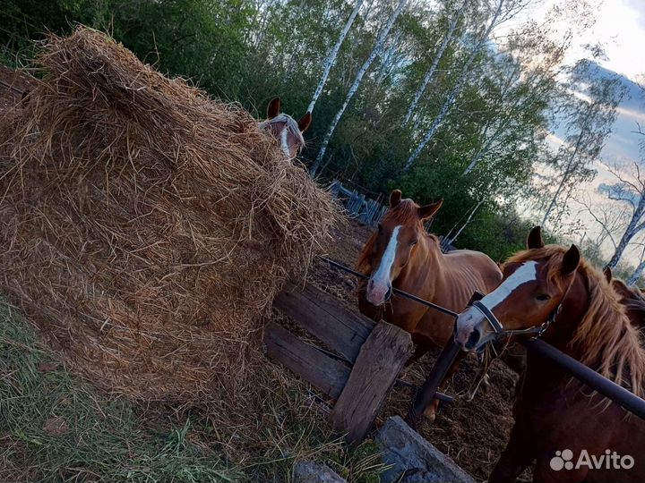 Лошадь кобыла обученная