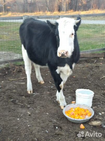 Продам телку
