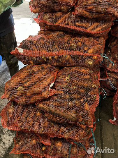 Морковь на хранение