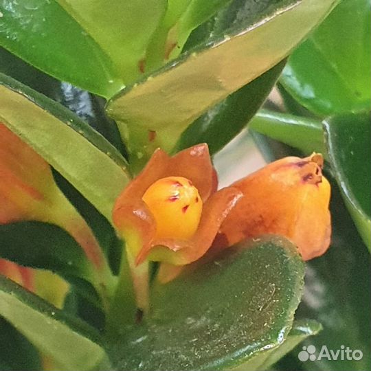 Нематантус