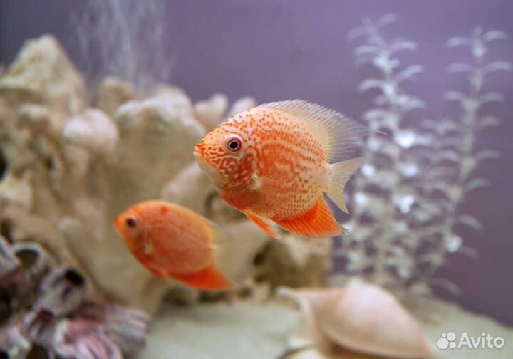 Цихлазома Северум красный жемчуг (Heros severus)