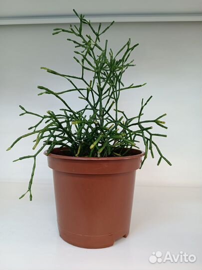 Комнатные растения. Хатиора