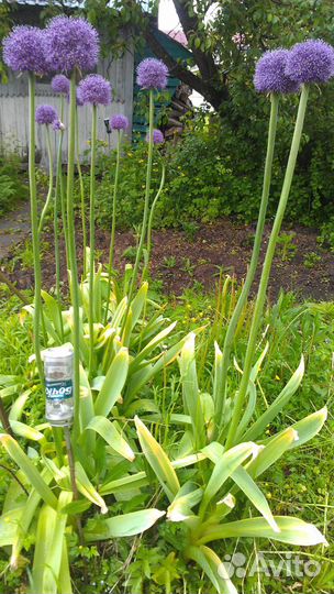 Декоративный Лук Аллиум -луковицы