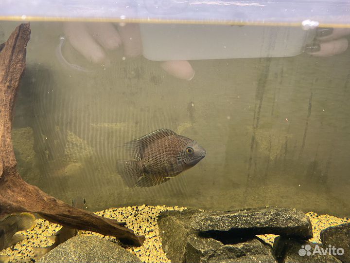 Аквариумные рыбки