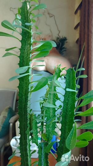 Молочай трехгранный