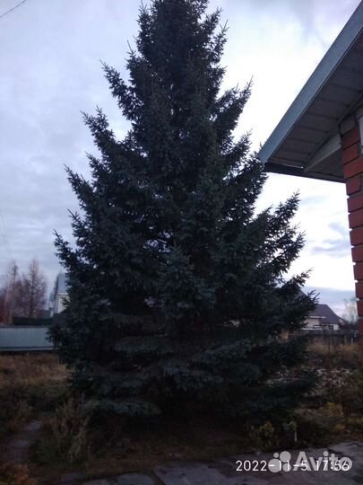 Ель голубая