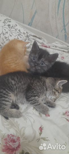 Котенок девочка трехцветная