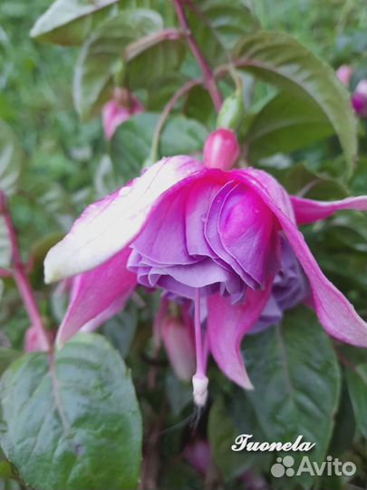 Черенки фуксий