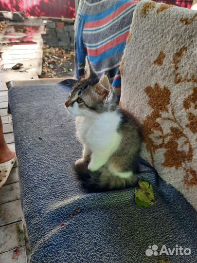 Котенок