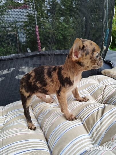 Чихуахуа Мартин