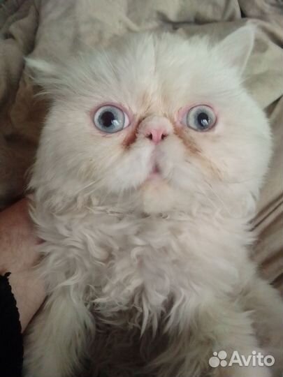 Персидская