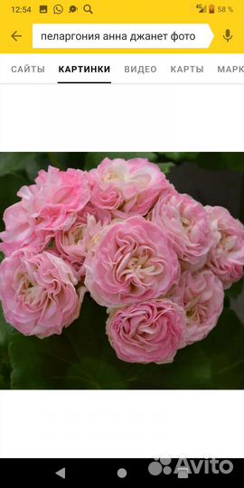 Пеларгония K.A.Jeanette